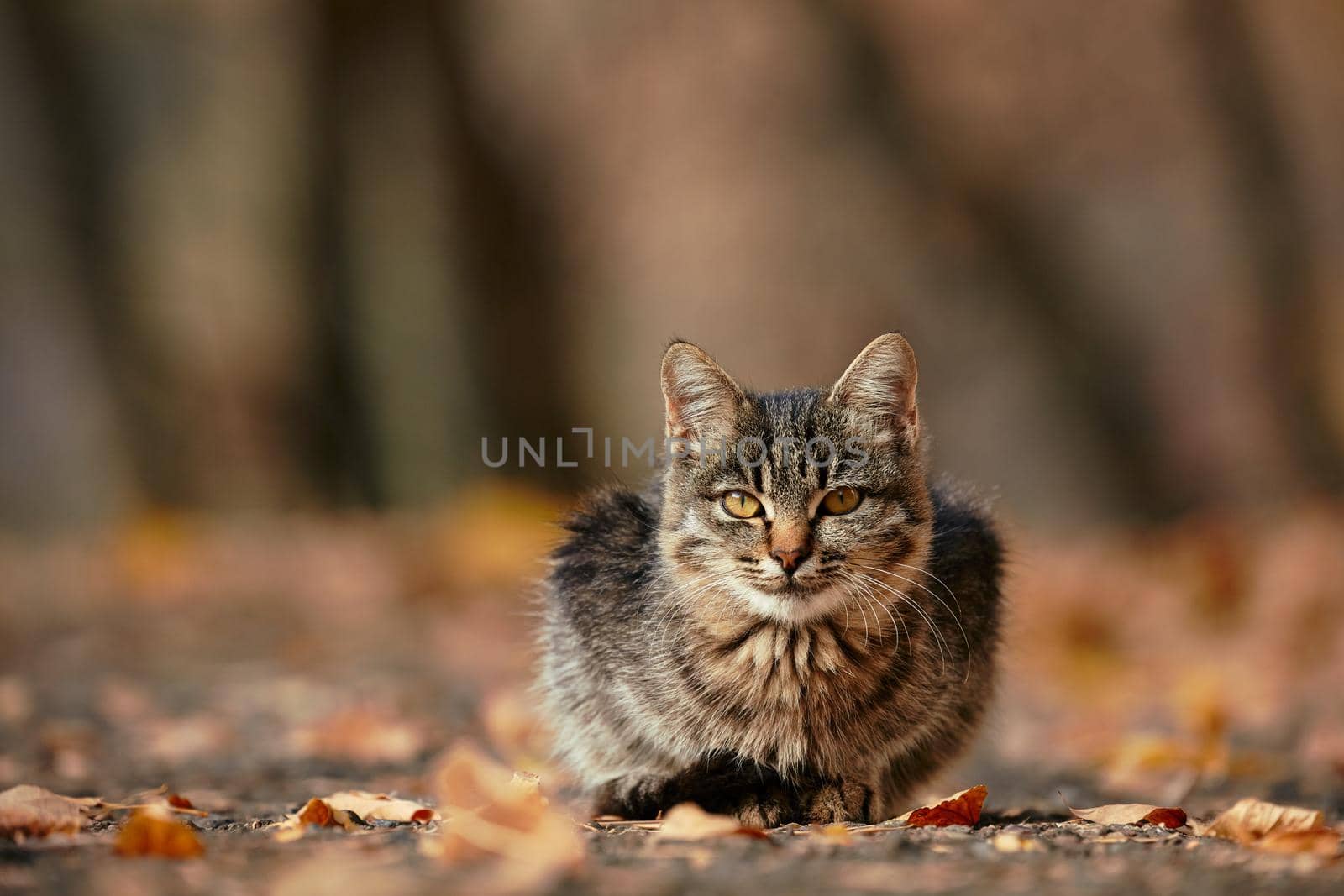 Beautiful kitten in the autumn Park. Cute fluffy cat by EvgeniyQW
