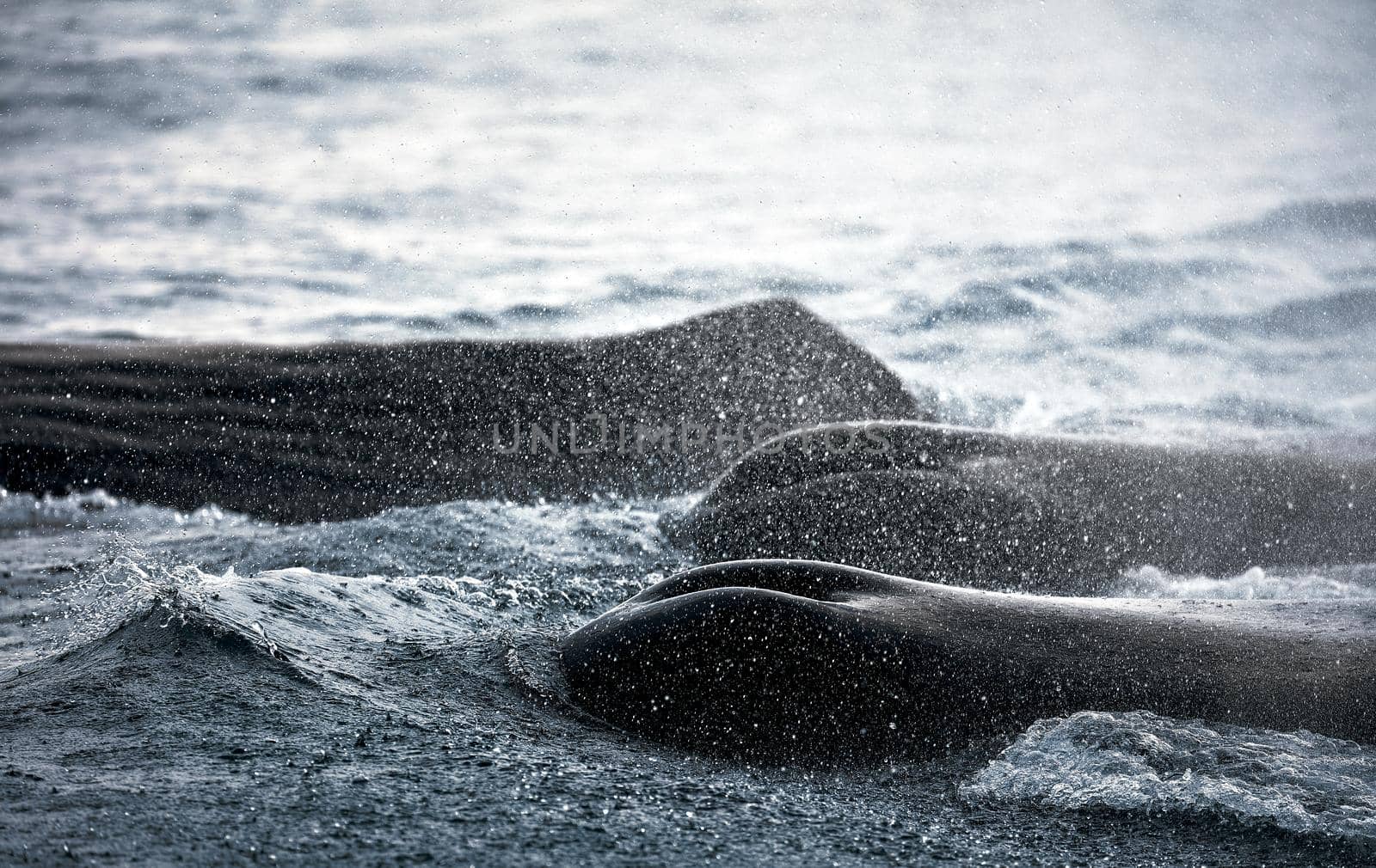 Whale watching. Group of sperm whales breathes air. Splashes and chalks of whales above the sea. Sea Safari (Whale safari). Physéter macrocéphalus by EvgeniyQW