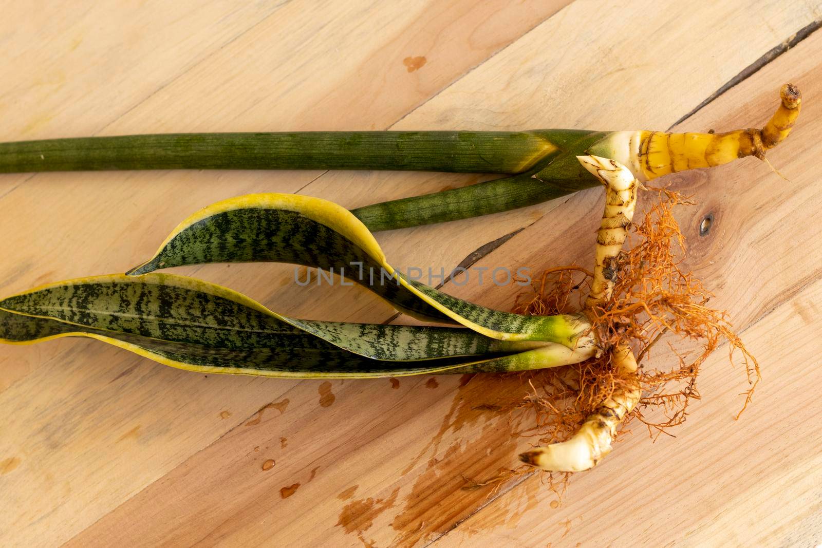 Sansevieria Trifasciat and Sansevieria cylindrica bare roots plants by Bilalphotos