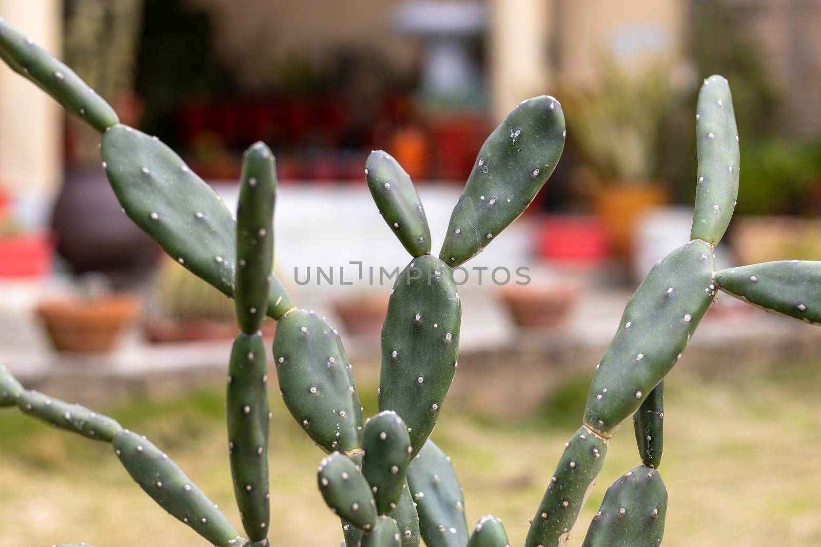 Opuntia quimilo cactus with blur background