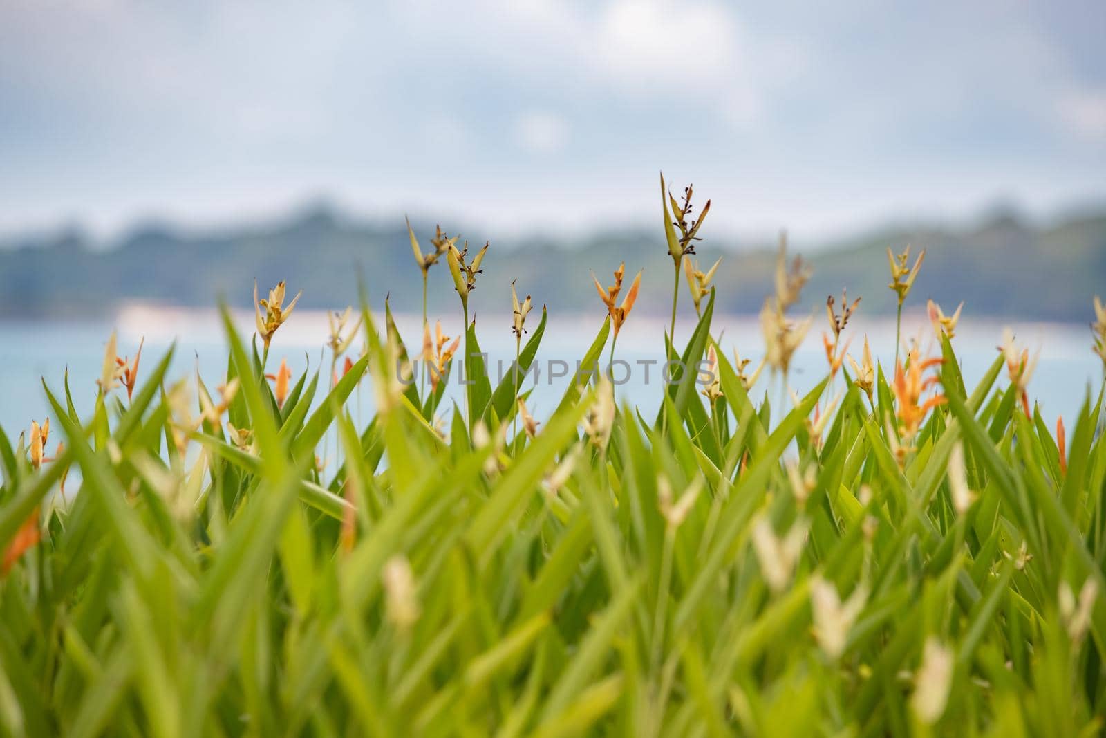 a bush of orange flowers in the foreground, bright green stems, the sea and the island in the background. High quality photo