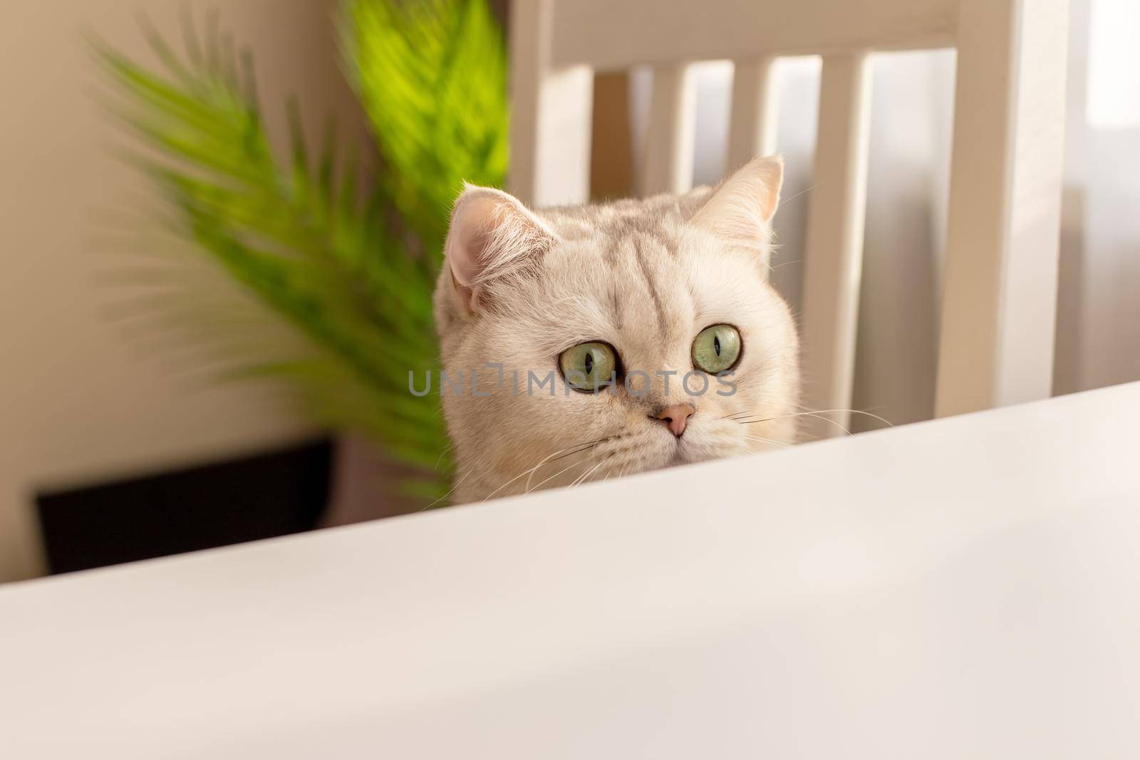 Curious head white British cat peeks out from under a white table by Zakharova