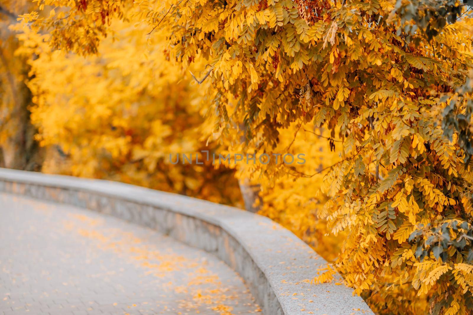 Bright gold yellow autumnal maple leaves with copy's space. by Matiunina