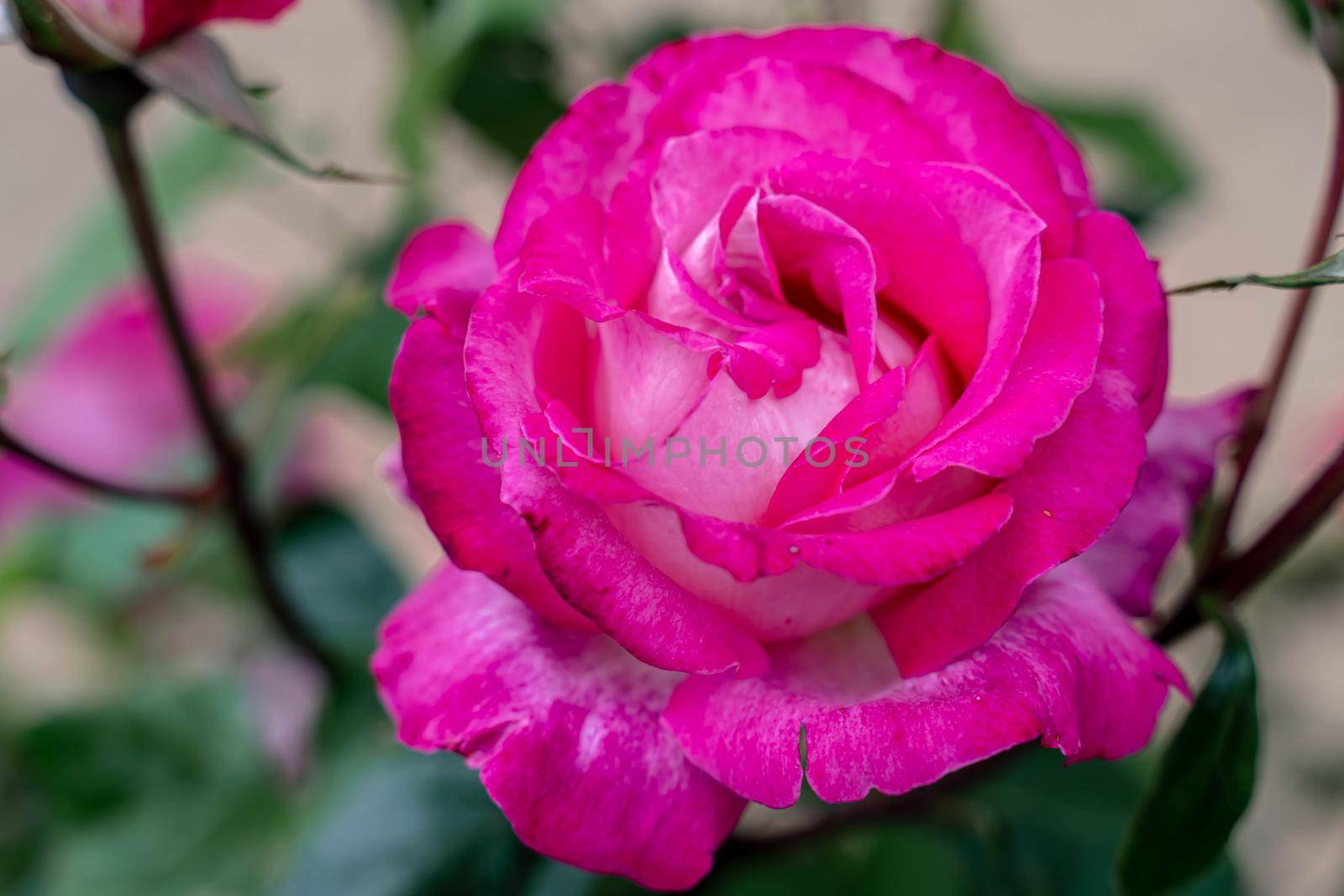 Pink rose flower with green leaves in the garden. by Matiunina