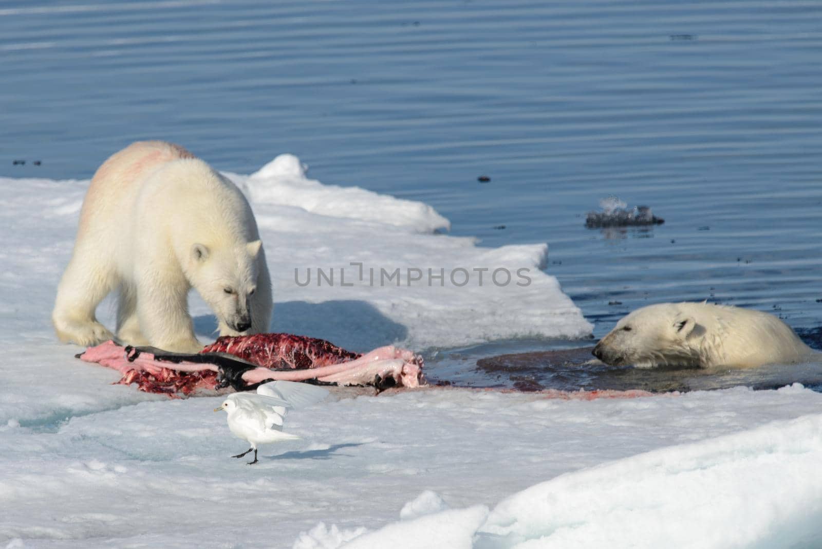 Two polar bear cubs playing together on the ice north of Svalbard