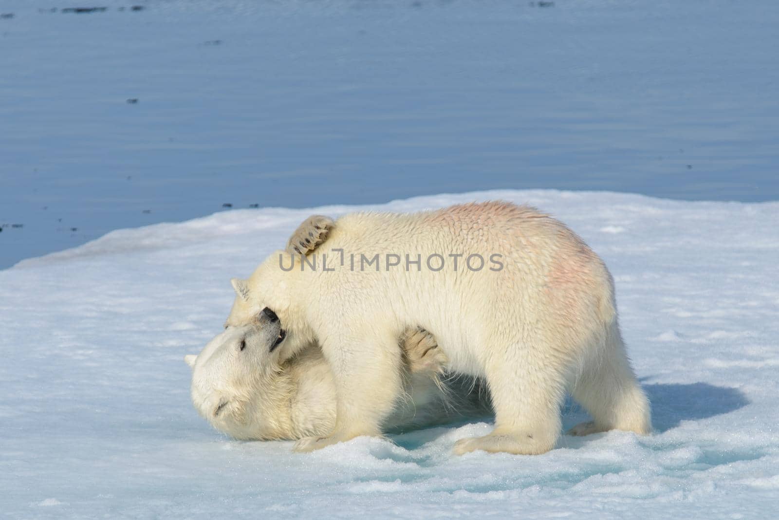 Two polar bear cubs playing together on the ice north of Svalbard