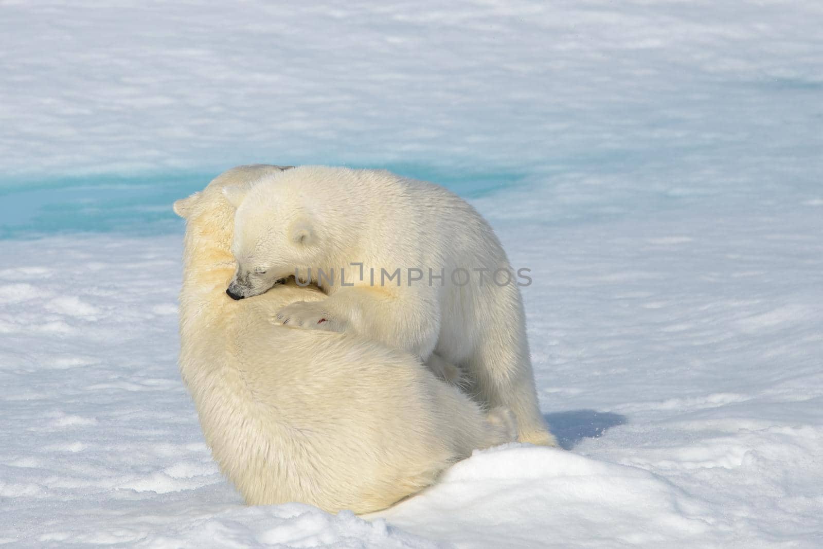 Two polar bear cubs playing together on the ice north of Svalbard