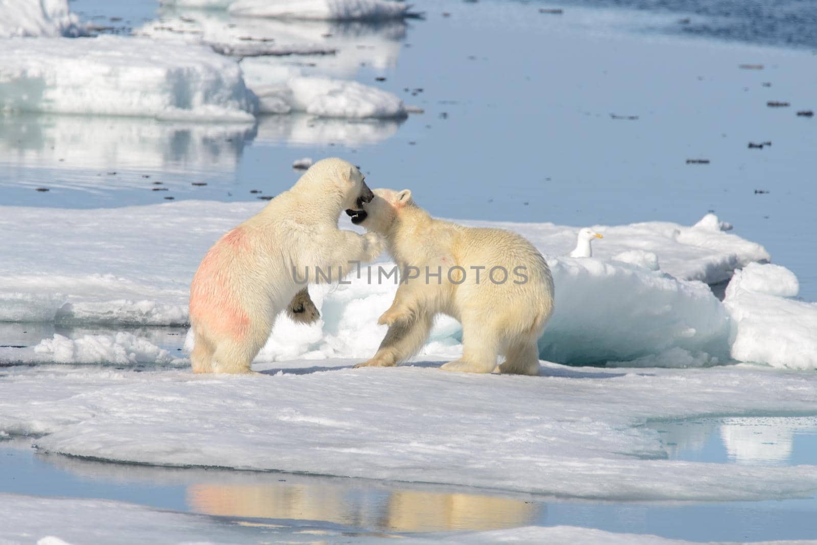 Two polar bear cubs playing together on the ice north of Svalbard