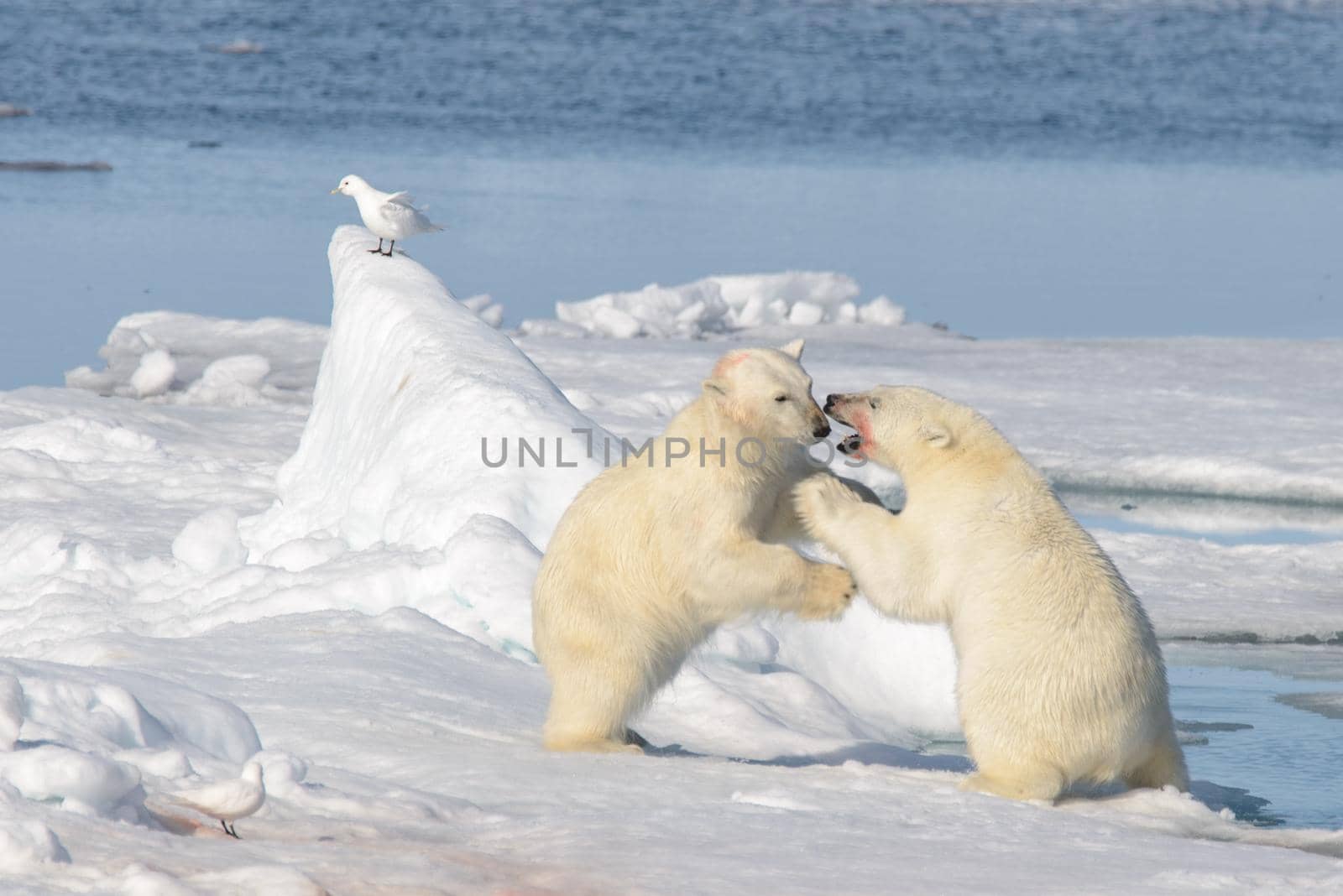 Two polar bear cubs playing together on the ice north of Svalbard