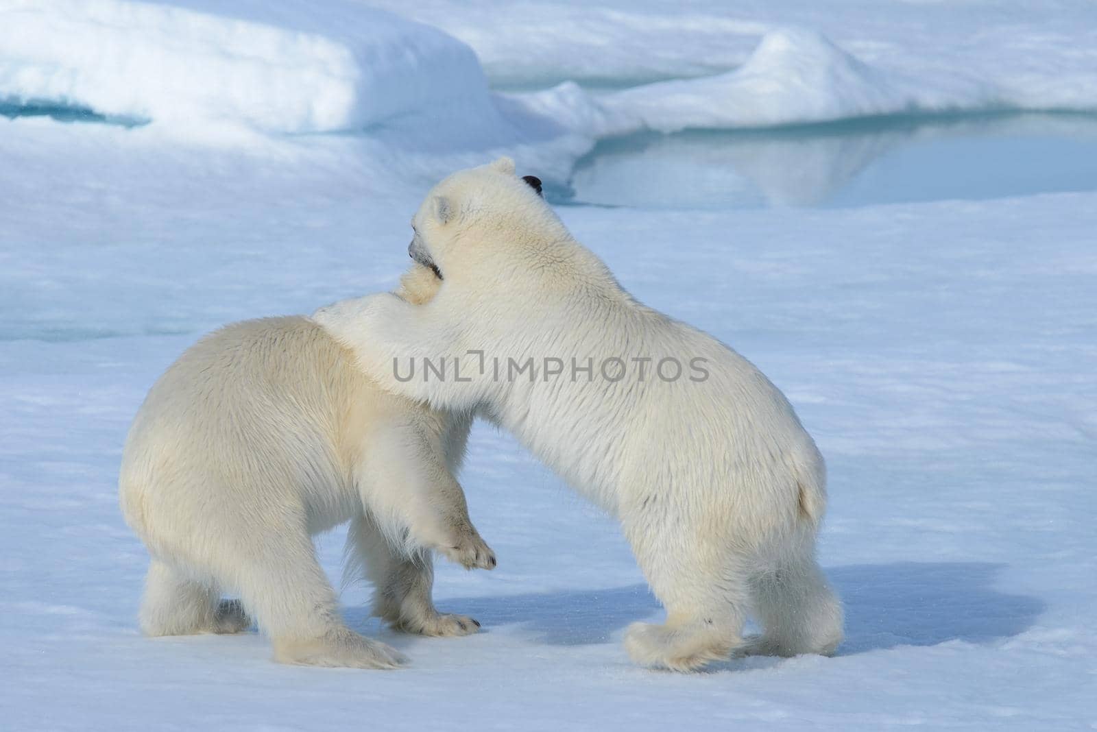 Two polar bear cubs playing together on the ice north of Svalbard