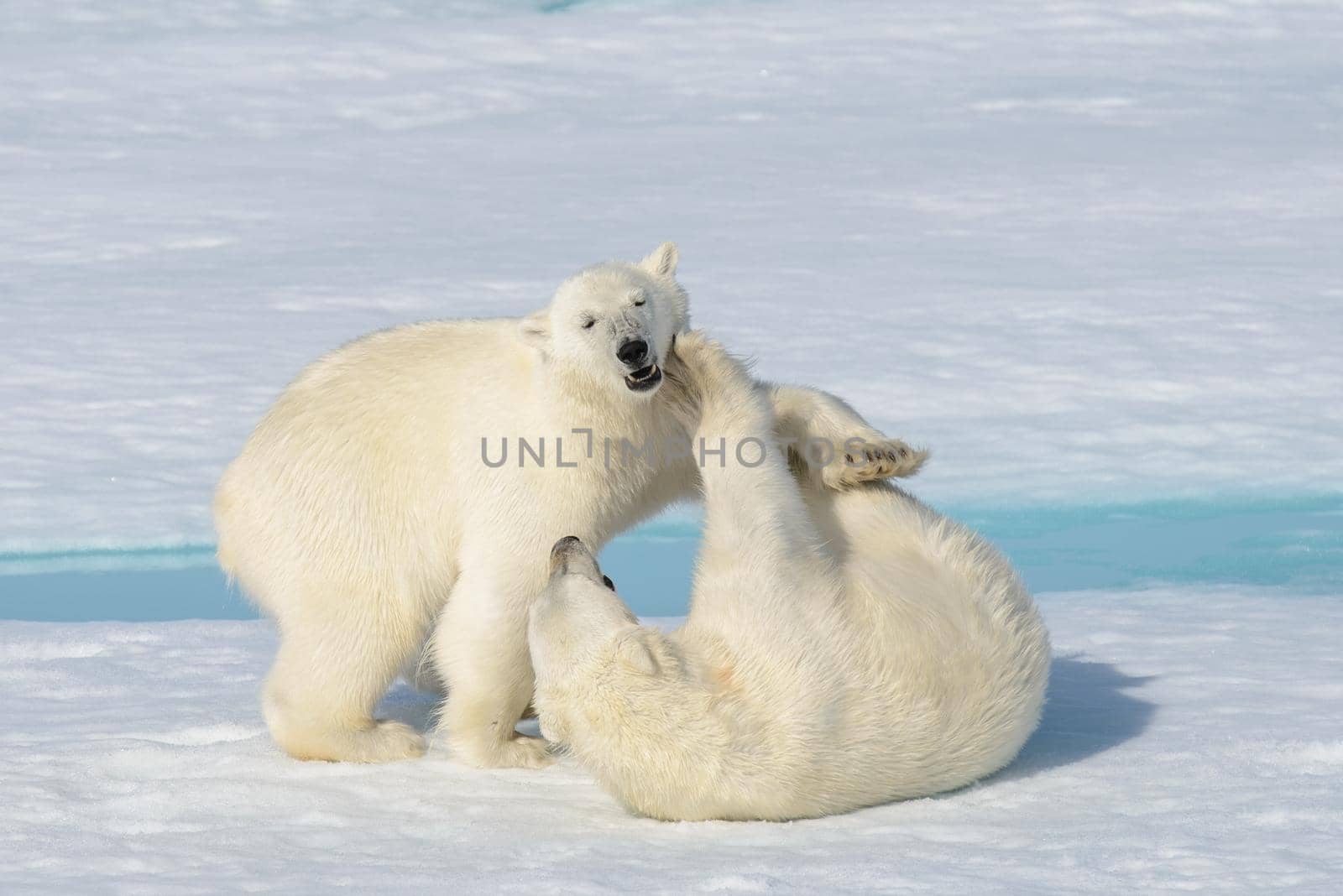 Two polar bear cubs playing together on the ice north of Svalbard