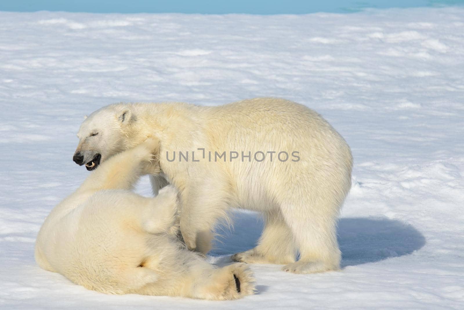 Two polar bear cubs playing together on the ice north of Svalbard