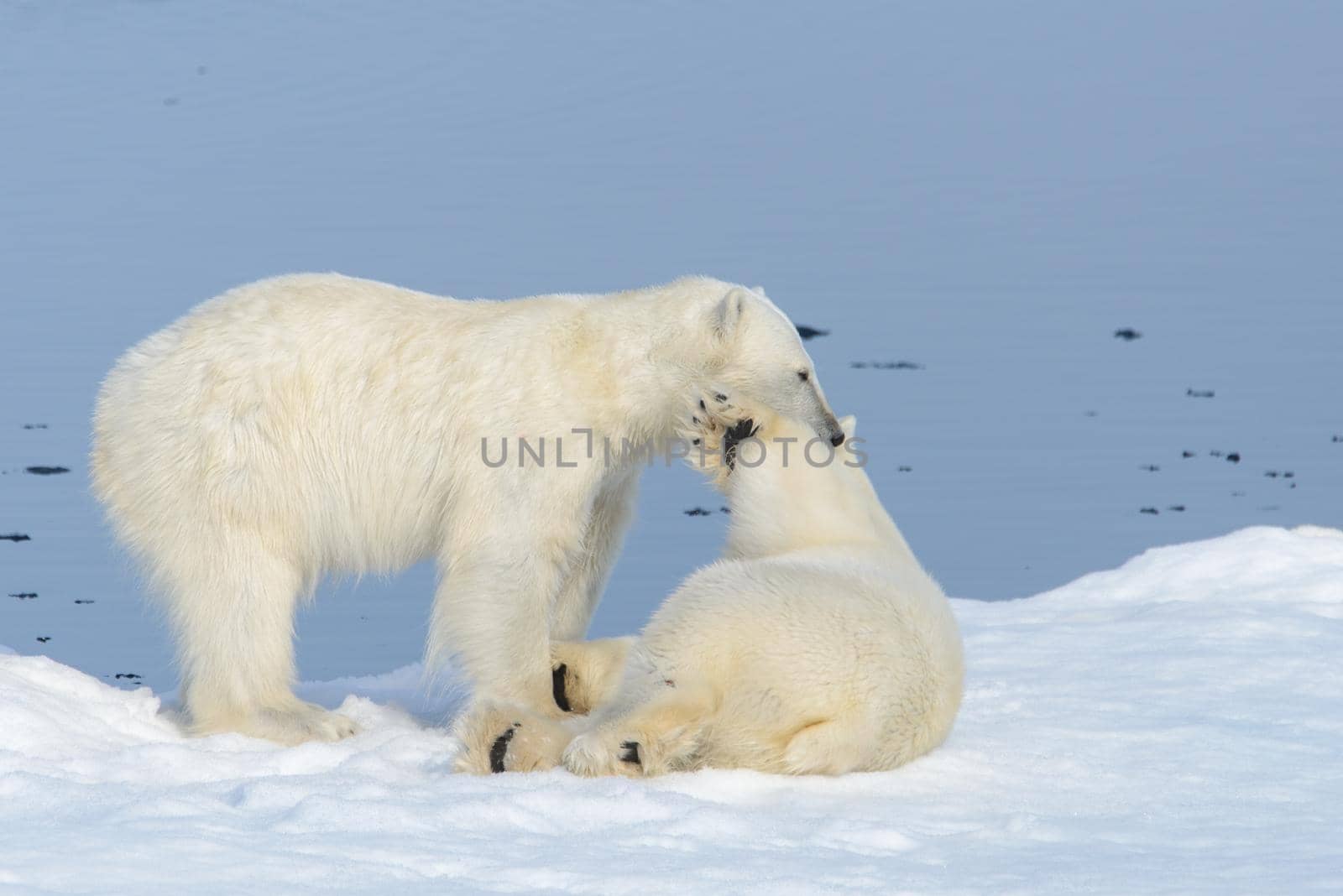 Two polar bear cubs playing together on the ice north of Svalbard