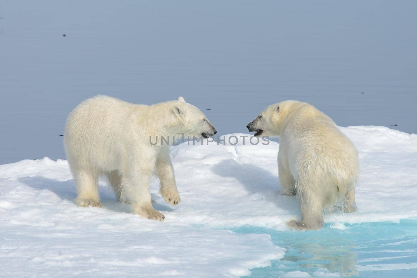 Two polar bear cubs playing together on the ice north of Svalbard