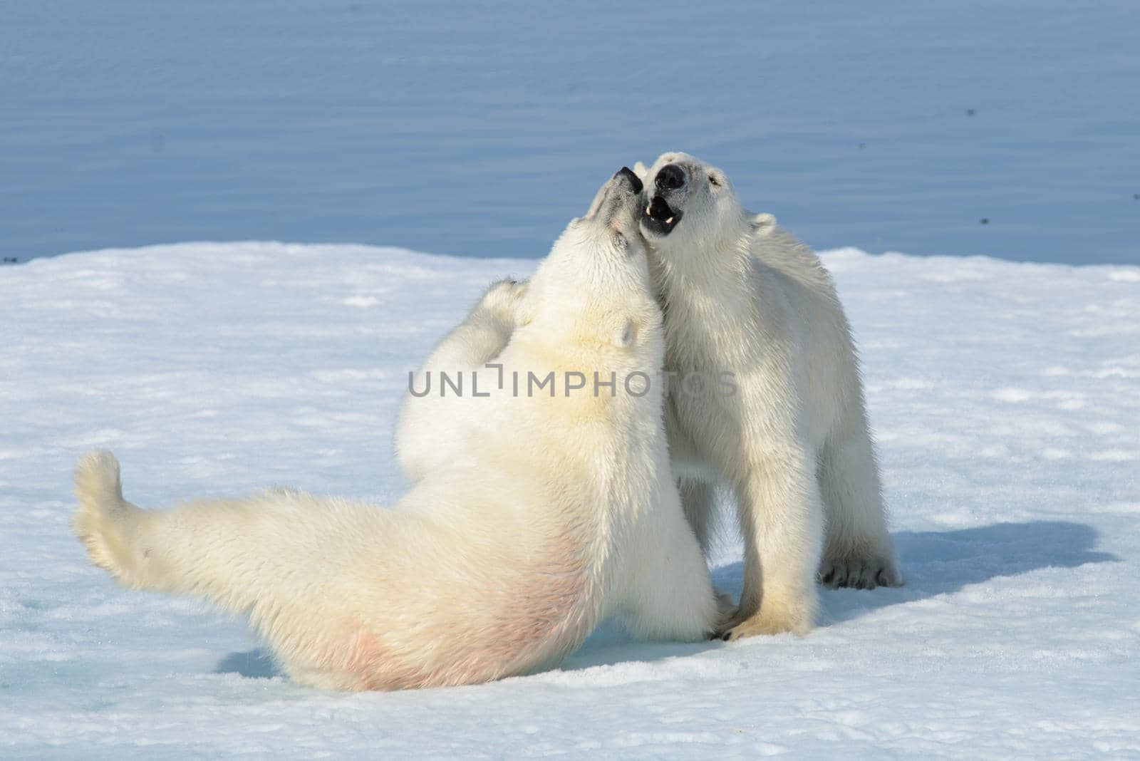 Two polar bear cubs playing together on the ice north of Svalbard
