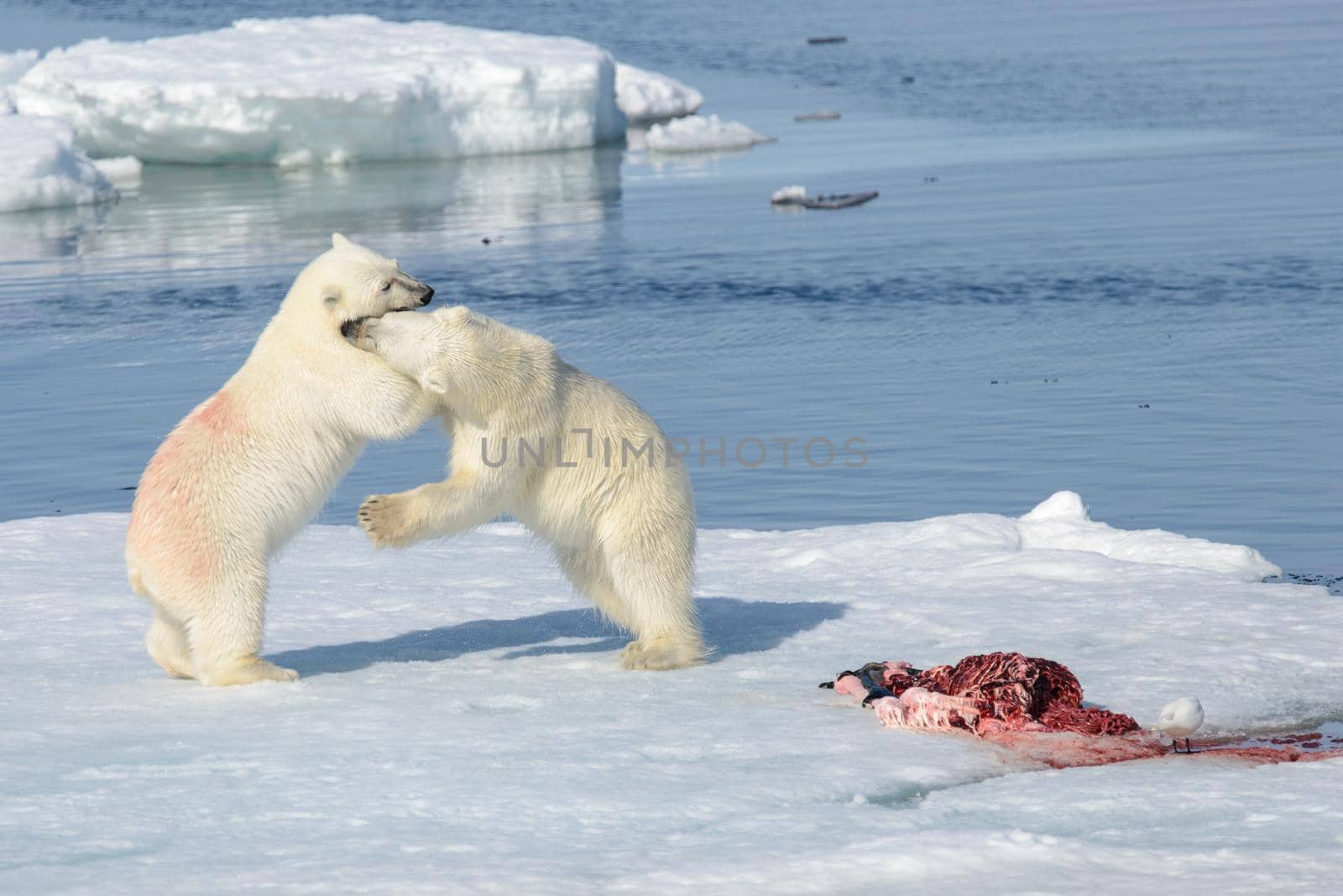 Two polar bear cubs playing together on the ice north of Svalbard