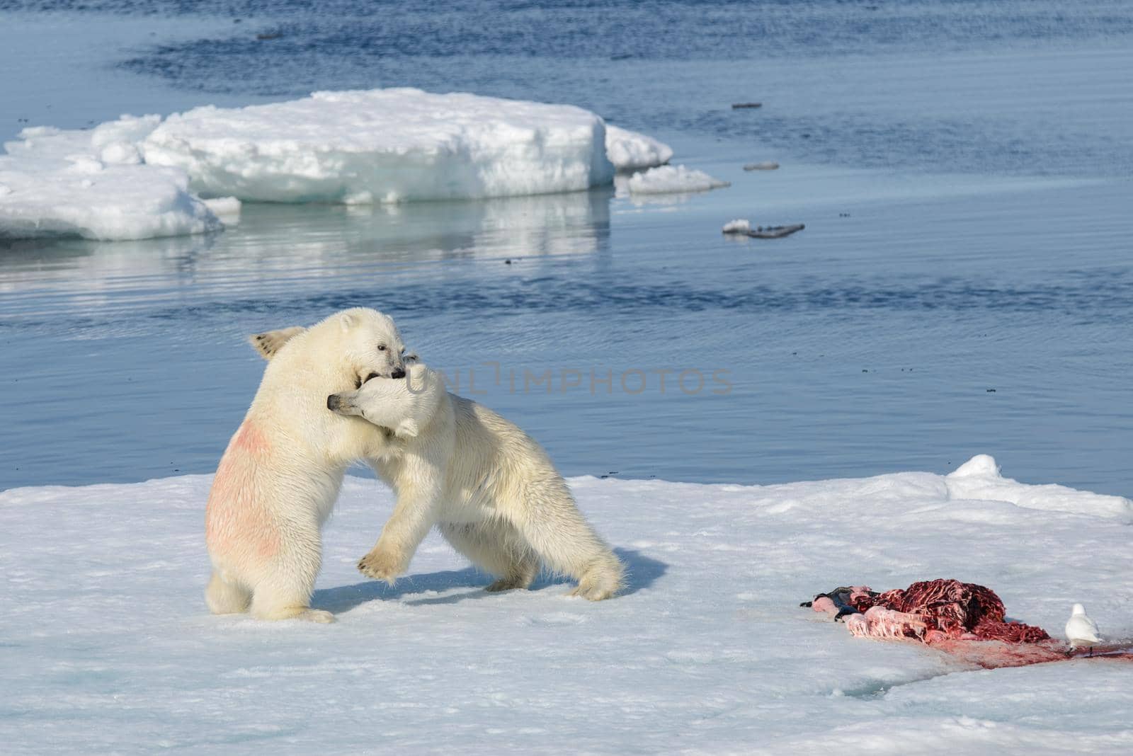 Two polar bear cubs playing together on the ice north of Svalbard