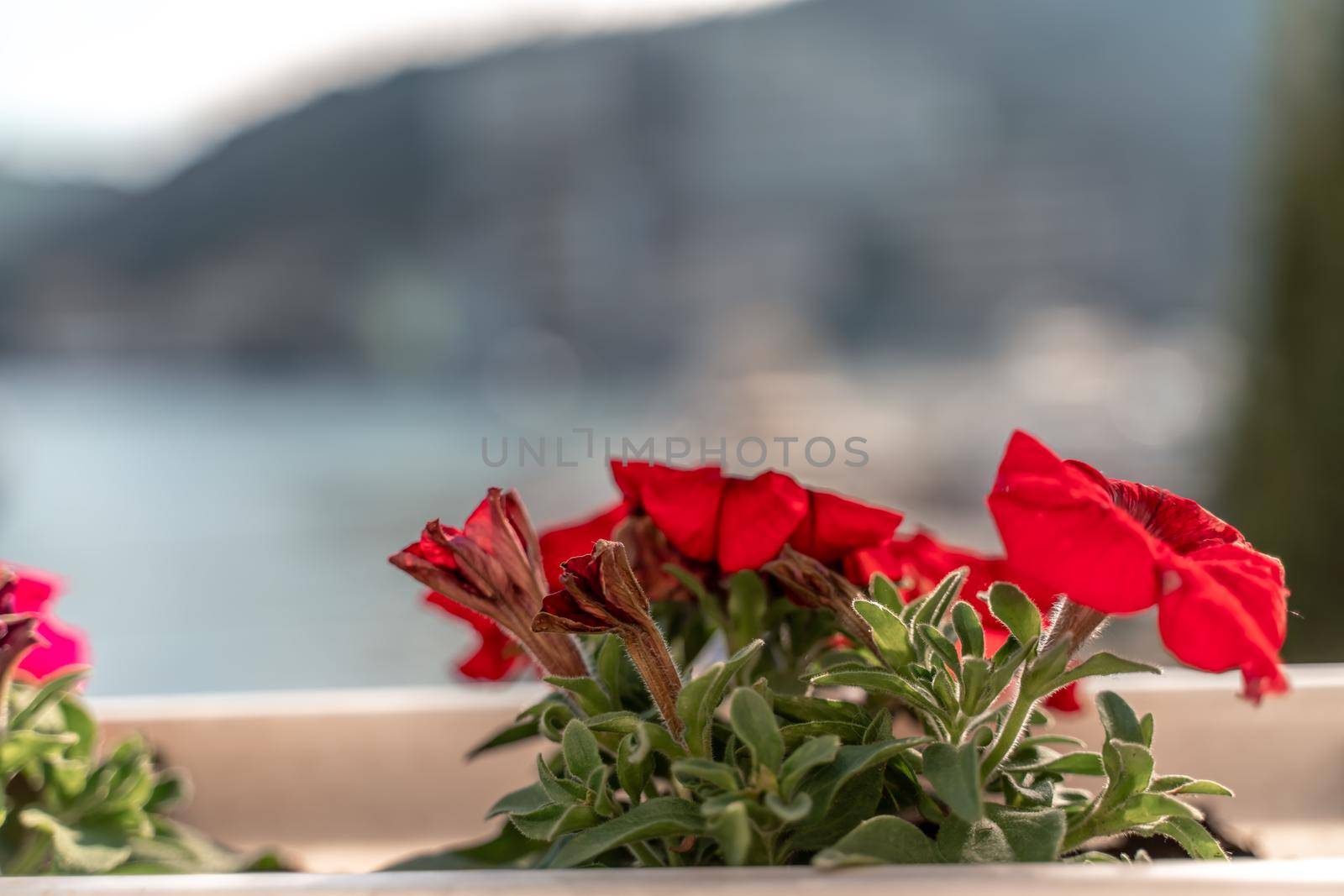 Vibrant red surfinia flowers or petunia in bloom in summer. Background of group blooming petunia surfinia. Colorful decorative flowers on the balcony. Selective focus by Matiunina