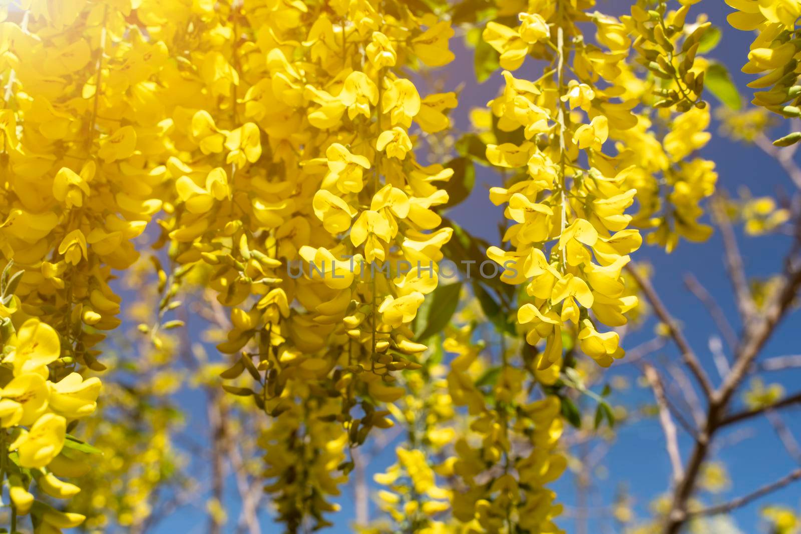 Blooming yellow acacia on a background of blue sky. Cassia fistula yellow flowers. Acacia flowers on a long branch. Close-up, selective focus. by Matiunina