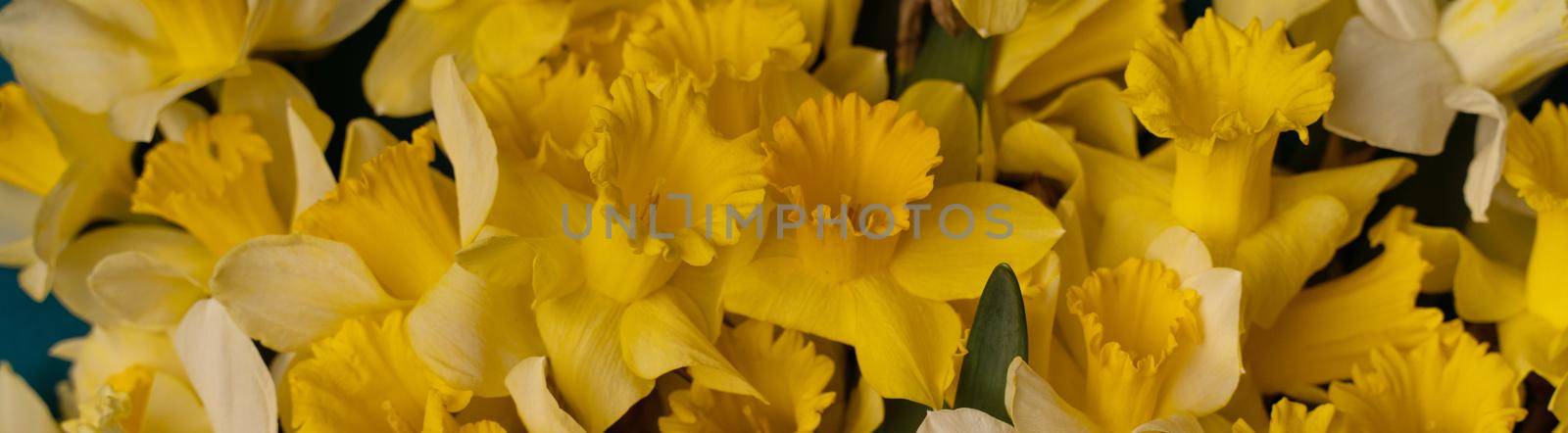 Romantic banner, delicate yellow daffodils flowers close-up. Full size. blossom