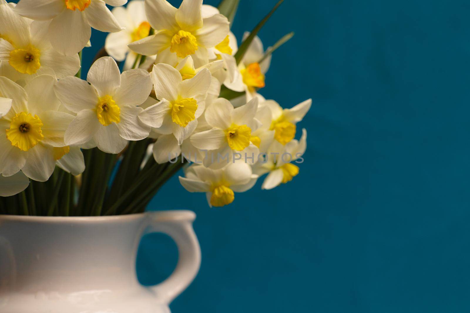 A bouquet of daffodils close-up in a white vase with handles. White daffodils with a yellow middle, useful for postcards, backgrounds, greetings, there is a place for inscription. by Matiunina