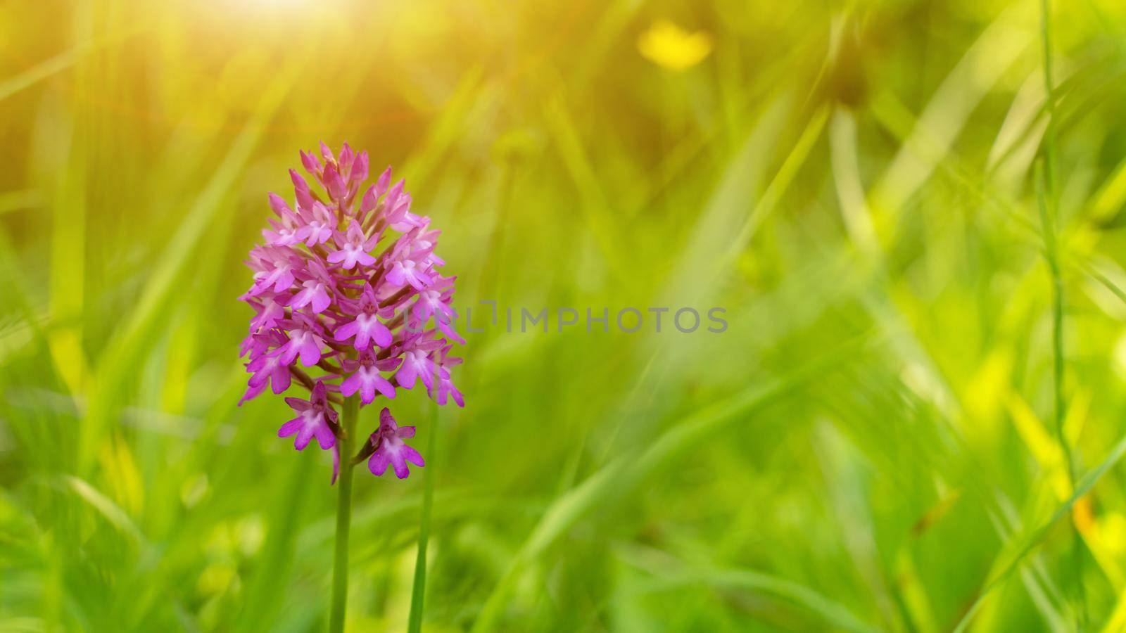 Monkey orchid in the forest, spring season against the background of grass in bokeh. Plants in the mountains