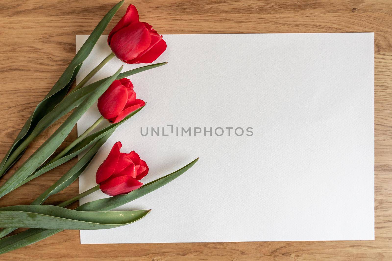 Three red tulips on white background. Spring concepte. Copy space by Matiunina