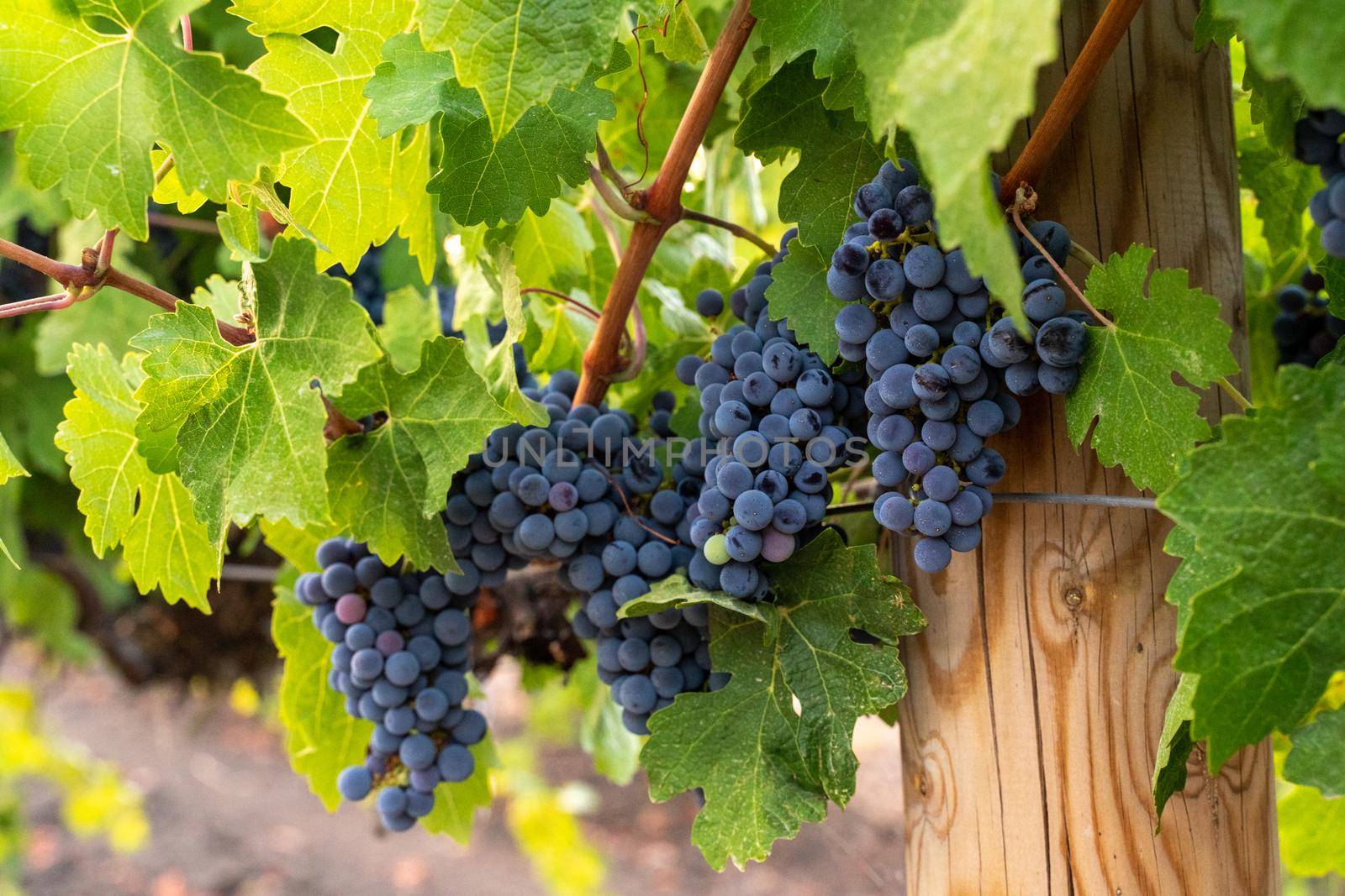 blue grapes on a bush, late summer, blurred background, selective focus, filter