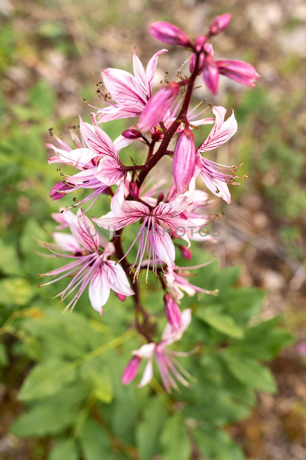 Dictamnus Albus wild flowering dangerous plant, beautiful white and pink flowers in bloom, green background. You can not touch flowers, burns from touching. by Matiunina