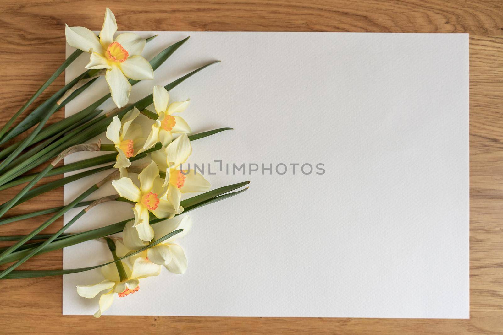 Bouquet of yellow narcissus or daffodil on a white background. Flat lay, copy space for text.