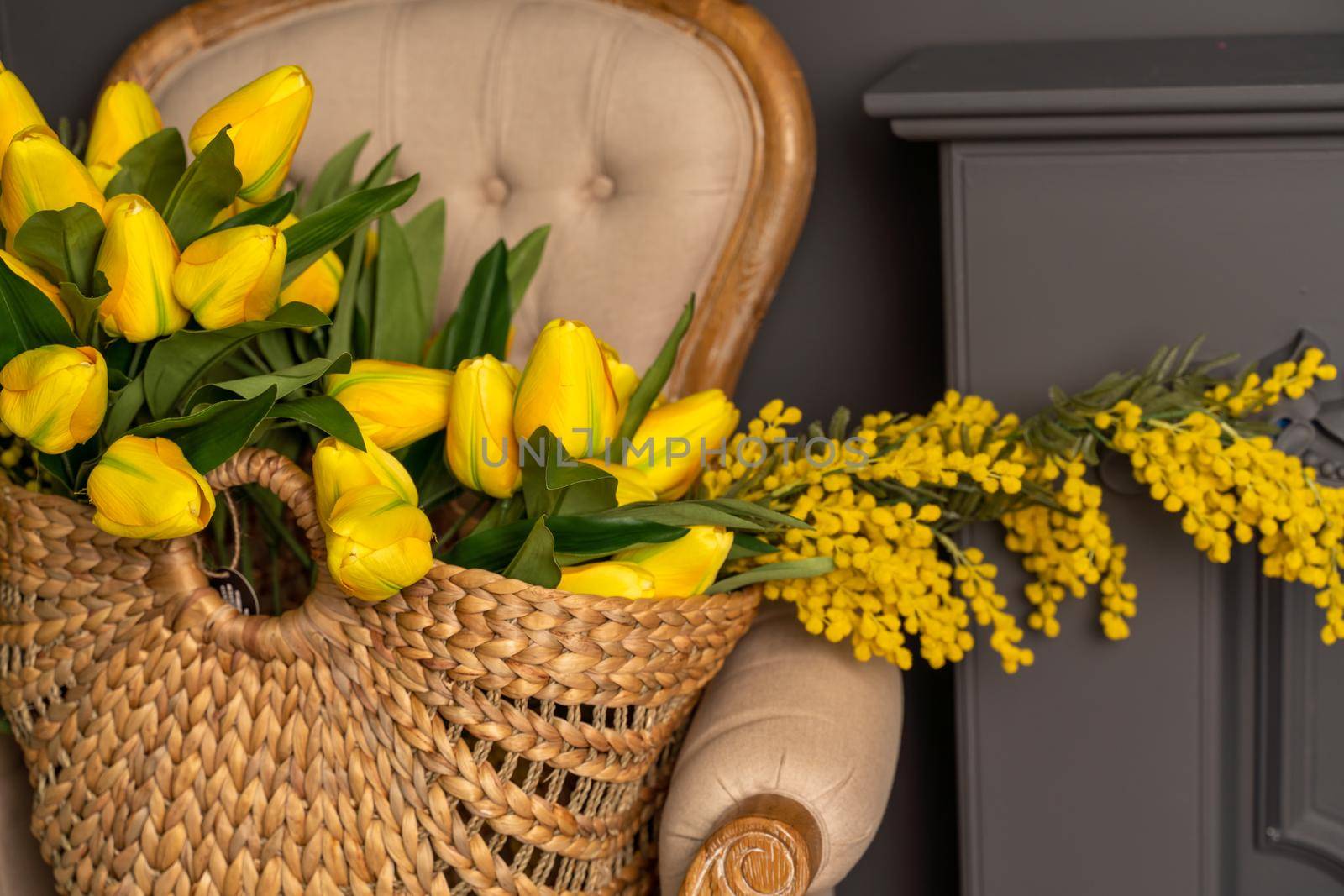 A large bouquet of yellow tulips and a yellow mimosa in a wicker basket. The basket sits on a beige chair against a gray wall. by Matiunina