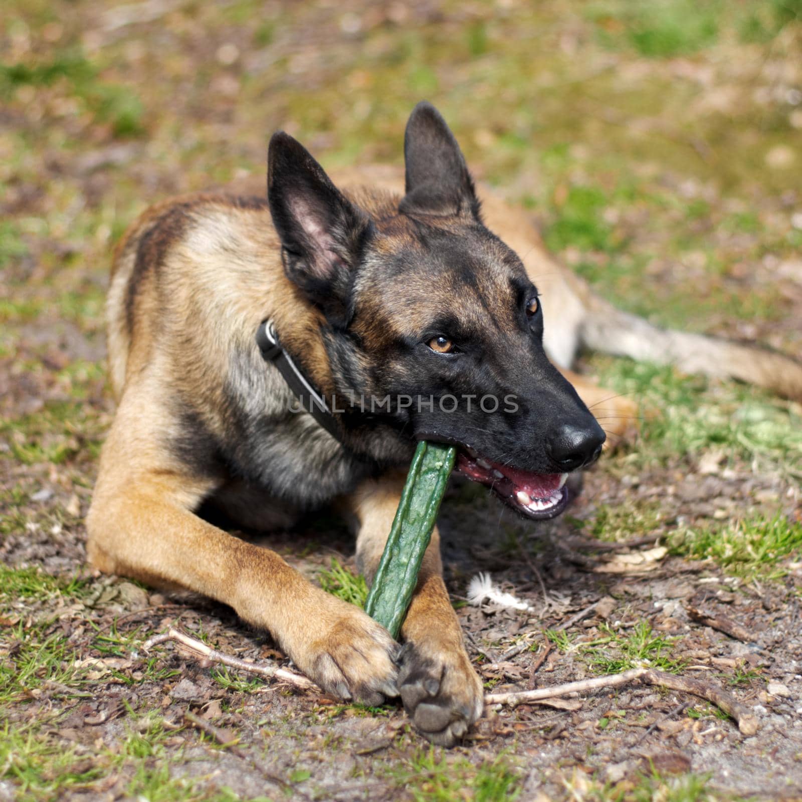 An alsatian chewing on a stick.