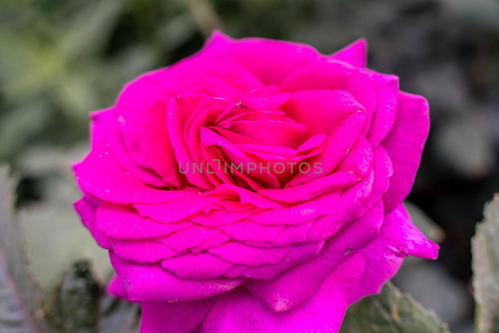 Pink rose flower with green leaves in the garden. by Matiunina