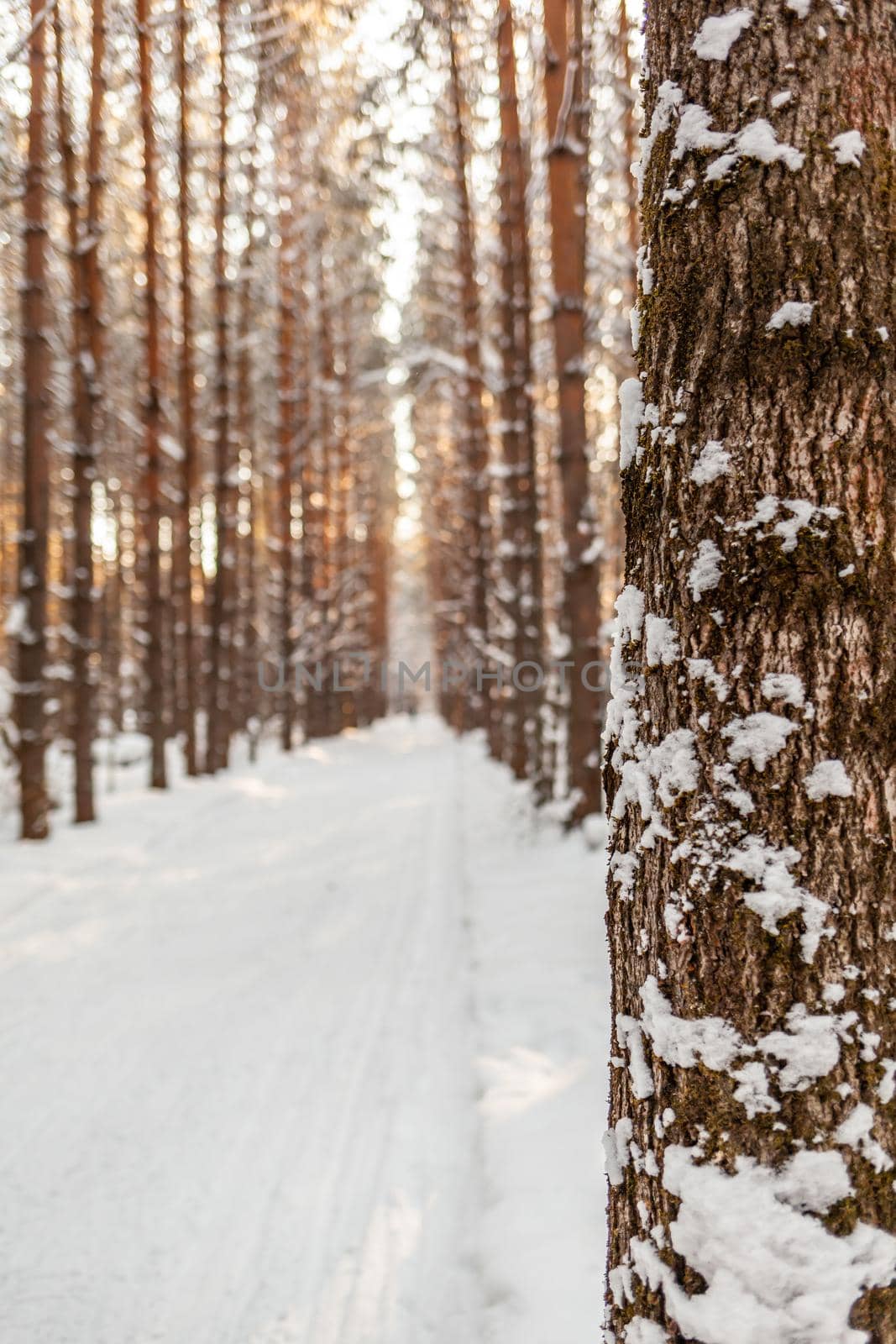 A walk through the winter forest. Snow trees and a cross-country ski trail. Beautiful and unusual roads and forest trails. Beautiful winter landscape. The trees stand in a row