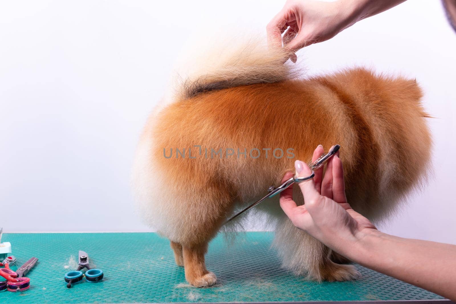Professional groomer takes care of Orange Pomeranian Spitz in animal beauty salon. Grooming salon worker cuts hair on dog hind legs in close up. Specialist works with comb scissors.