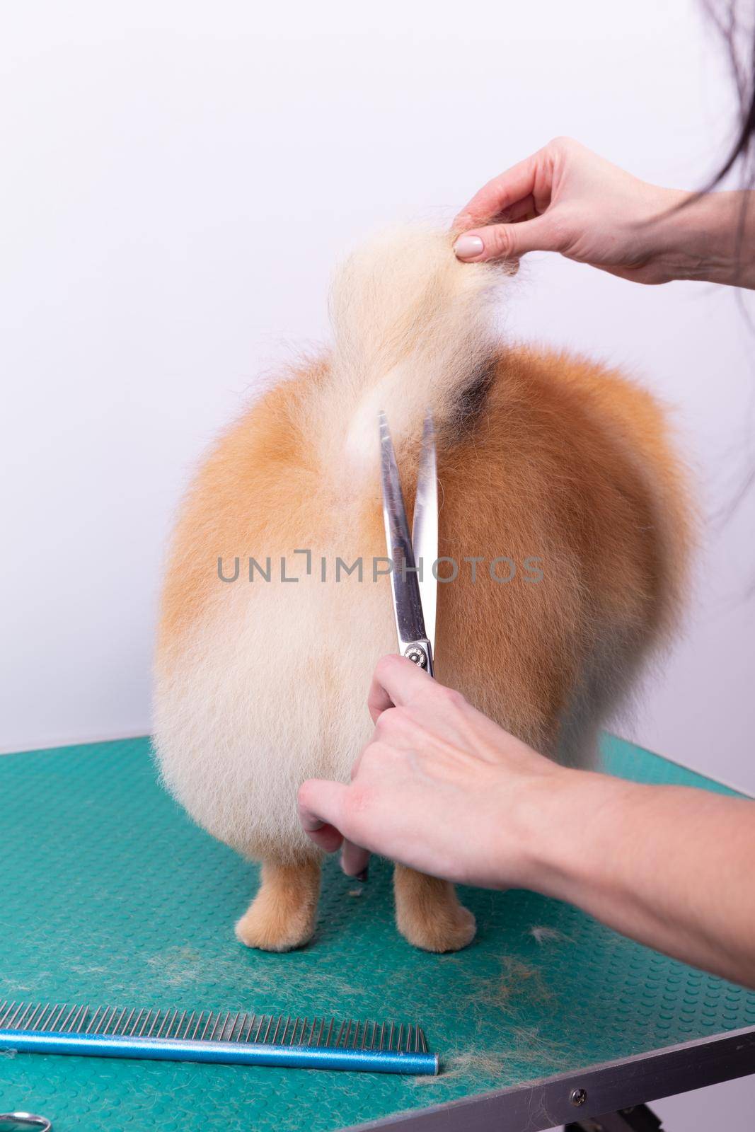 Professional groomer takes care of Orange Pomeranian Spitz in animal beauty salon. Grooming salon worker cuts hair on dog tail in close up. Specialist works with curved scissors.