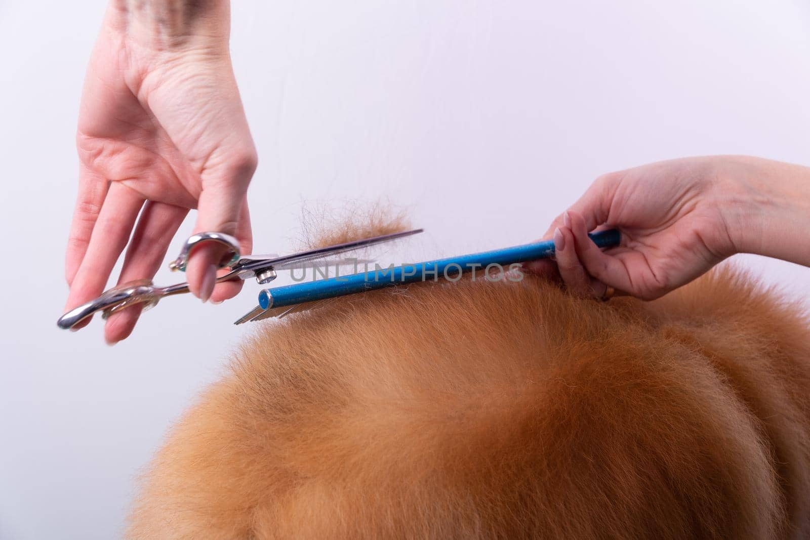 Professional groomer takes care of Orange Pomeranian Spitz in animal beauty salon. by BY-_-BY
