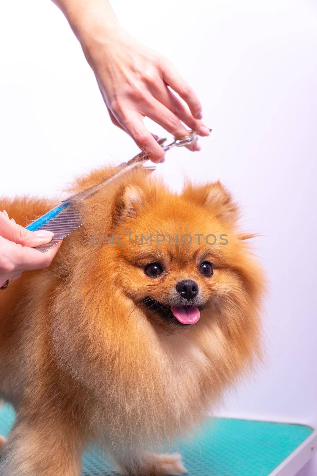 Professional groomer takes care of Orange Pomeranian Spitz in animal beauty salon. Grooming salon worker cuts hair on dog back in close up. Specialist works with curved scissors and brush.