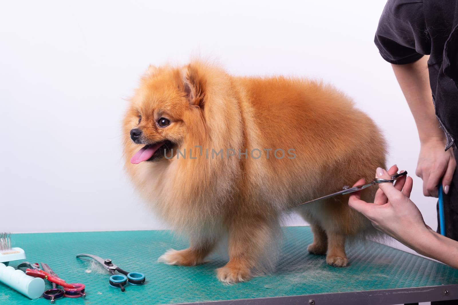 Professional groomer takes care of Orange Pomeranian Spitz in animal beauty salon. Grooming salon worker cuts hair on dog belly in close up. Specialist works with comb scissors.