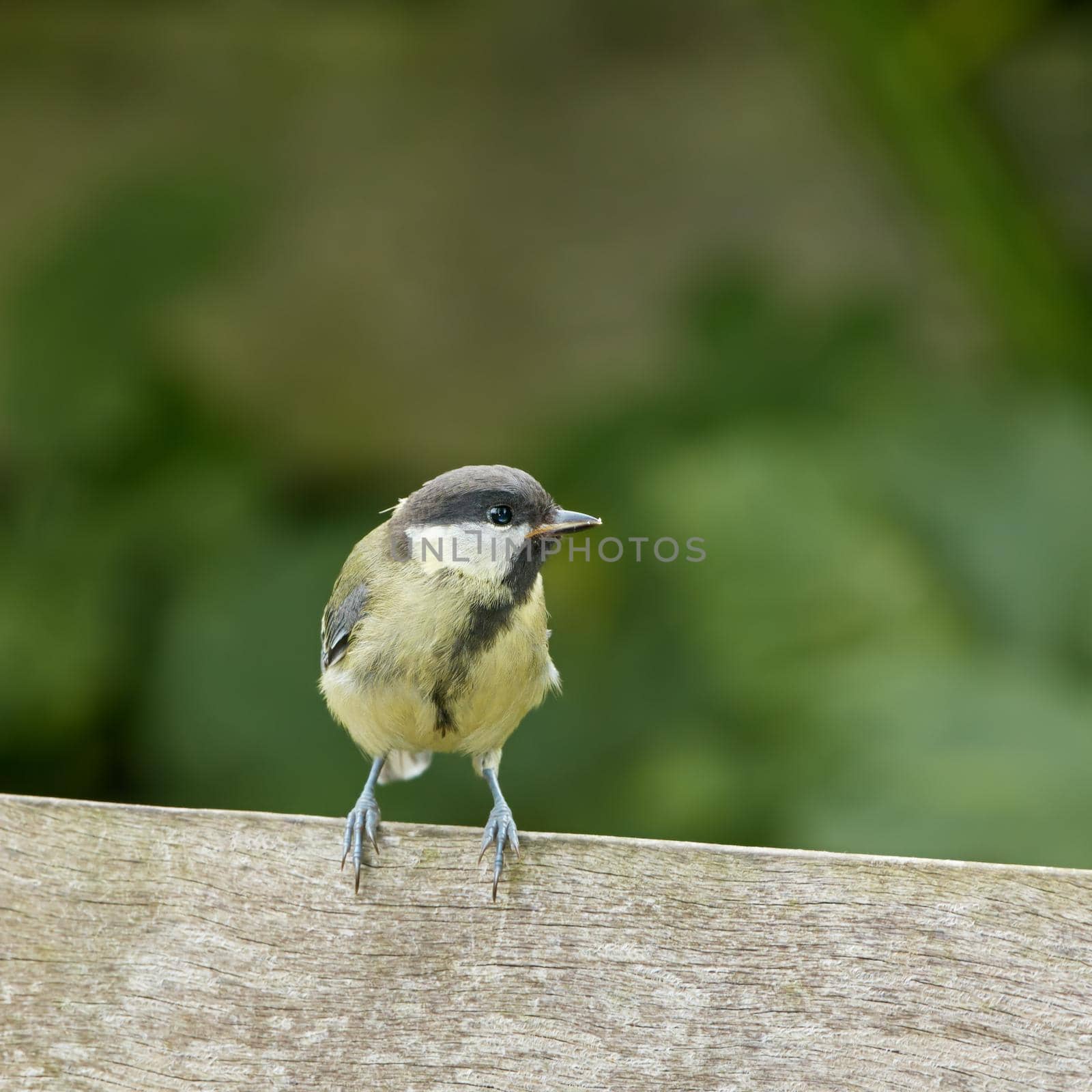 The Eurasian blue tit is a small passerine bird in the tit family Paridae. The bird is easily recognisable by its blue and yellow plumage