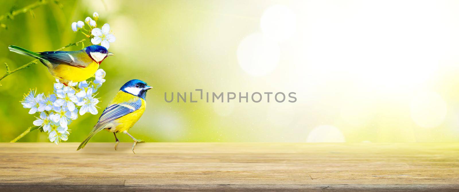 Great tit sitting on a tree branch in spring weather by Taut