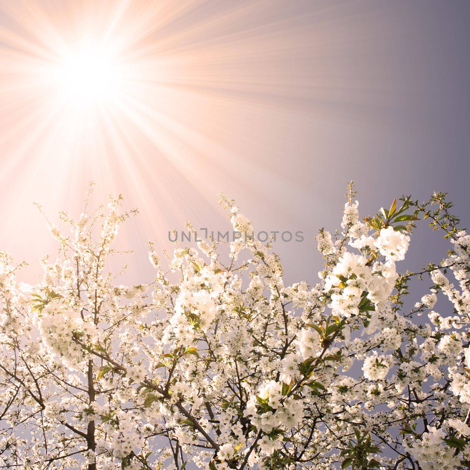 Beautiful nature scene with blooming flowers tree.