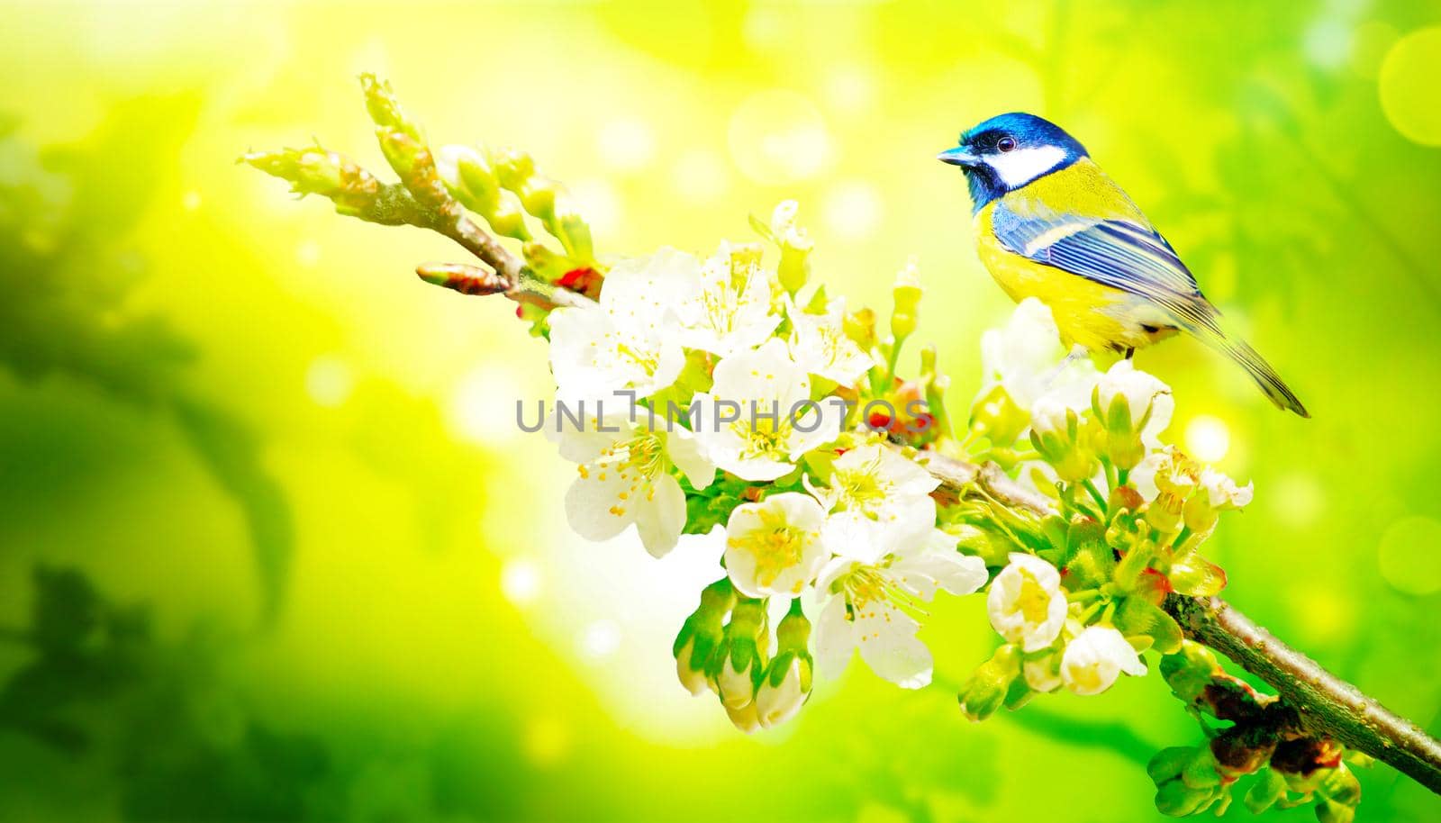 Concept of bird lovers and birdwatching. A beauty of the environment nature. Ornithology.