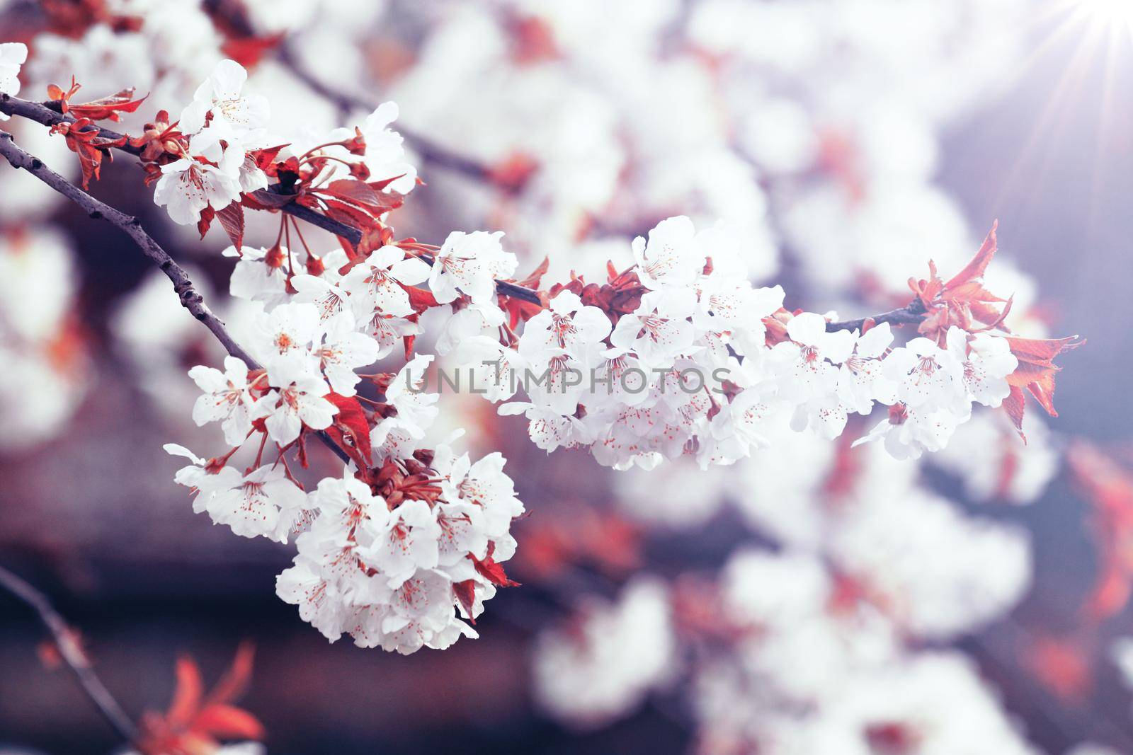 Spring banner background with copy space.
