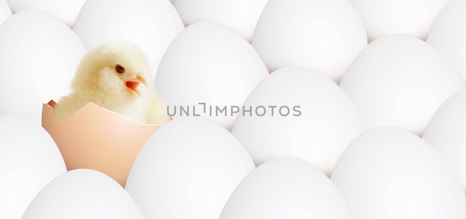 An Easter decoration with Chicken. Easter holiday concept with cute chick.