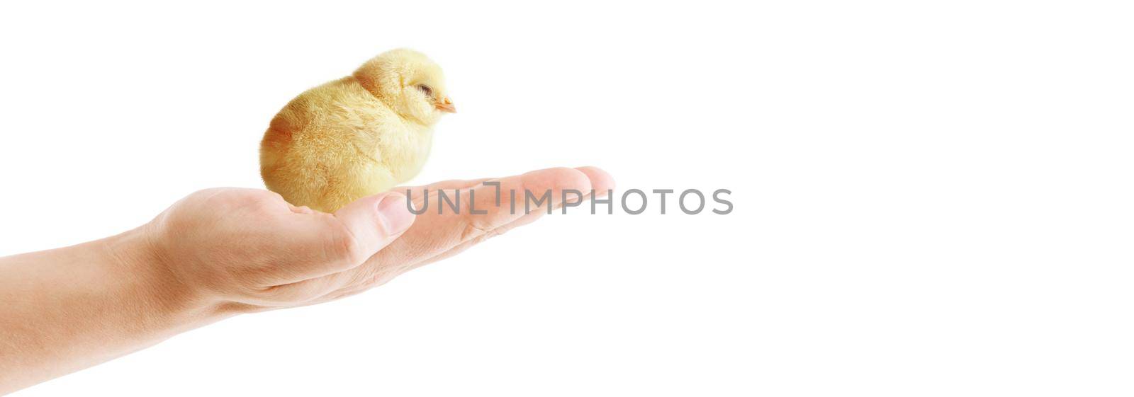 An Easter decoration with Chicken. Easter holiday concept with cute chick.