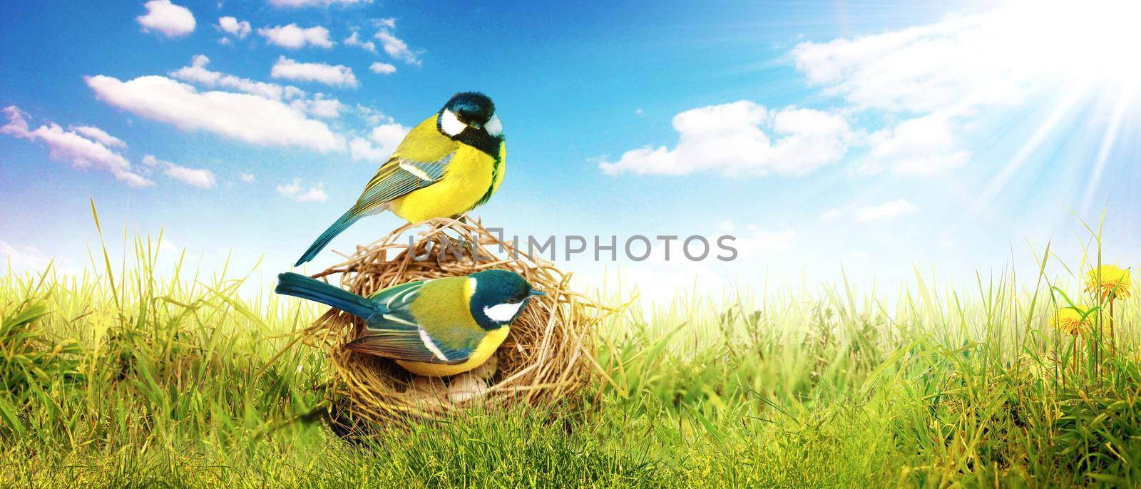 Concept of bird lovers and birdwatching. A beauty of the environment nature. Ornithology.