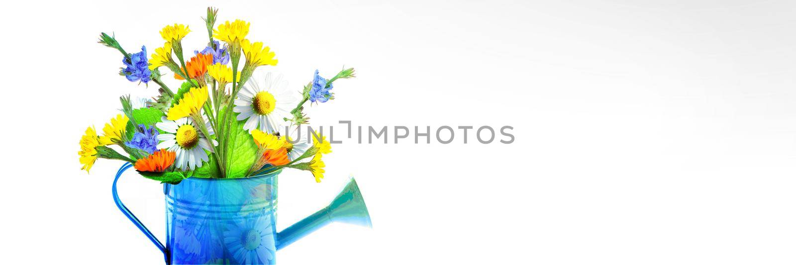 Spring flowers in watering can. Gardening tools and equipment.