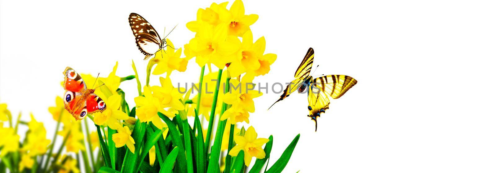 Yellow daffodils and butterflies in the garden by Taut