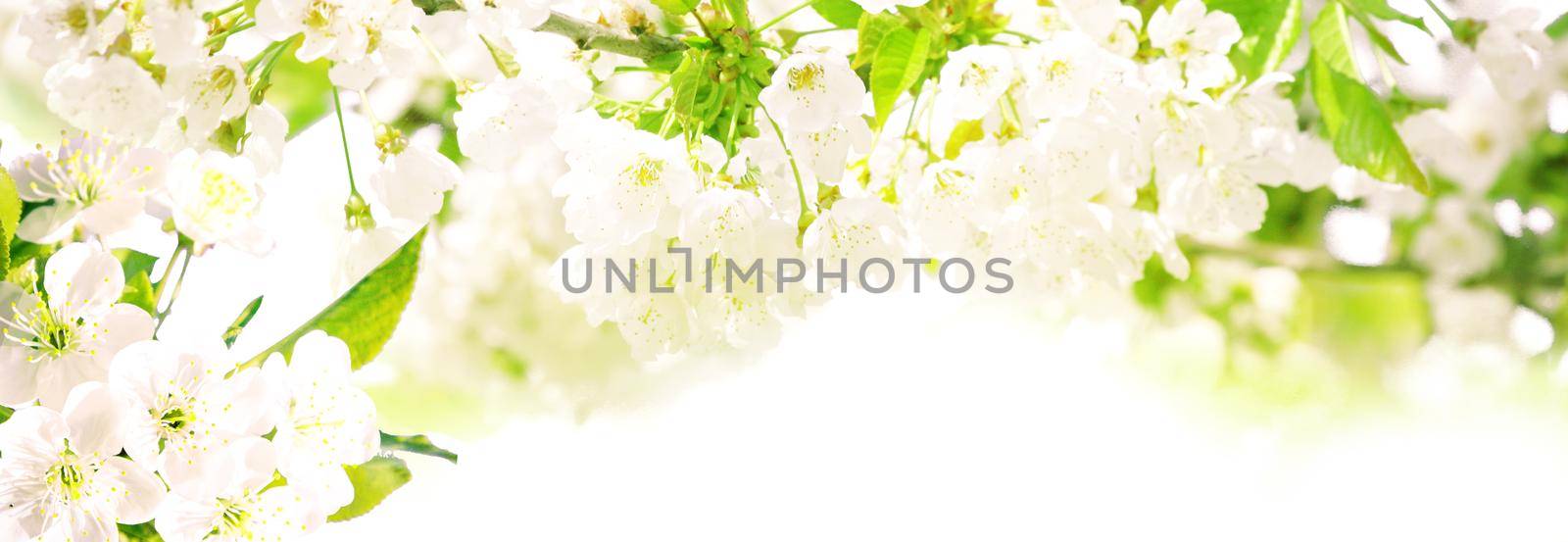 Beautiful nature scene with blooming flowers tree.